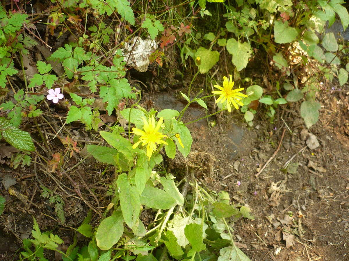 Crepis lampsanoides (Asteraceae)